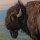 buffalo