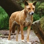 Australian Dingo by lonewolf6738