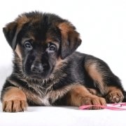 Download Baby Animal Puppy German Shepherd Dog Animal PFP