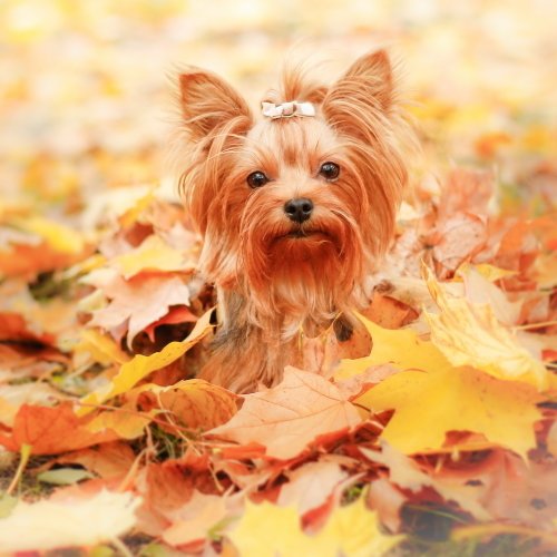 Download Fall Leaf Dog Animal Yorkshire Terrier PFP