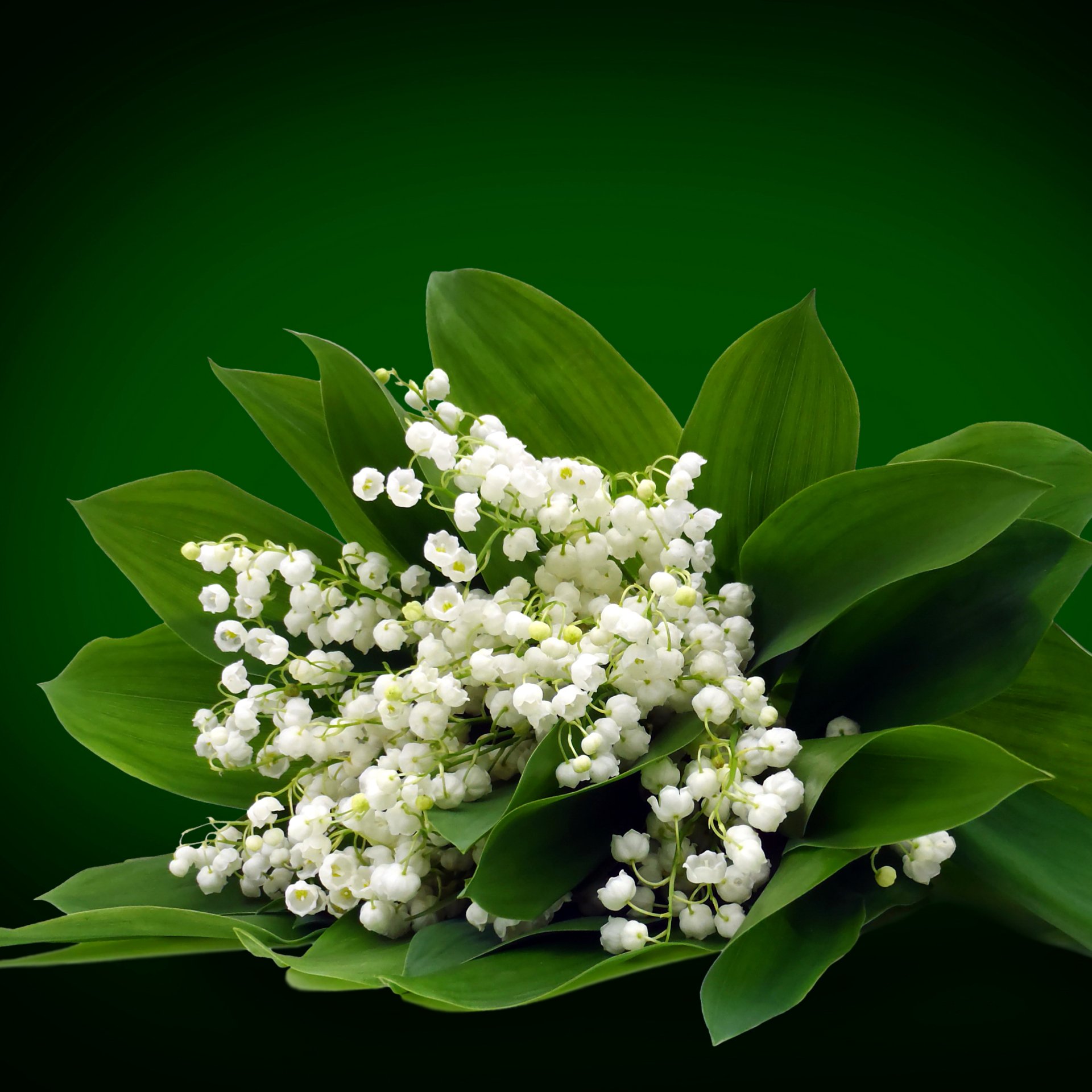 Lily Of The Valley PFP