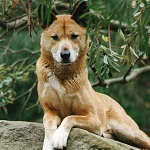  Australian Dingo