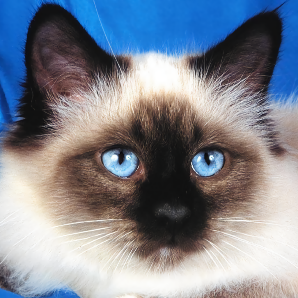 Blue-Eyed Birman Cat