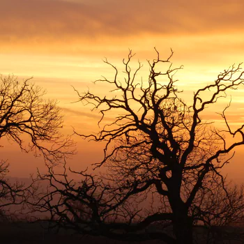 silhouette nature tree PFP