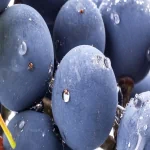 food grapes PFP