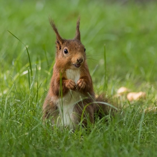 Download Squirrel Grass Animal PFP