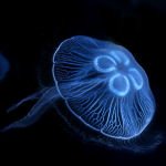 Download Animal Jellyfish PFP
