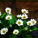 Download Nature Flower PFP