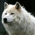 Close-up of a white wolf with thick fur, used as a forum avatar image, conveying a strong and wild animal presence.