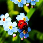 Download Animal Ladybug PFP