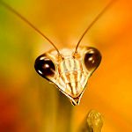 Download Animal Praying Mantis PFP