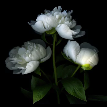  White Peonies