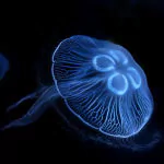 Animal jellyfish PFP