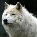Close-up of a white wolf with thick fur, used as a forum avatar image, conveying a strong and wild animal presence.