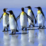 Animal penguin PFP