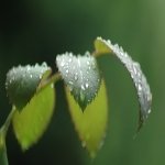 Download Nature Leaf PFP