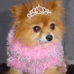 Download Animal Dog PFP