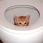 Download Funny Cat PFP