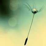 Download Photography Dandelion PFP