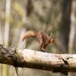 Download Animal Squirrel PFP