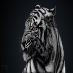 Download Animal White Tiger PFP