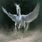Fantasy-themed profile avatar featuring a majestic white Pegasus with wings spread, emerging from mist against a dark, moody background.