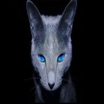 Download Animal Cat PFP