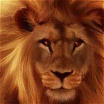 Animal lion PFP