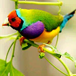 Animal bird PFP