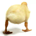 Animal duck PFP