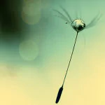 photography dandelion PFP
