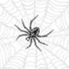 Animal spider PFP