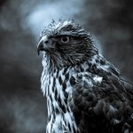 Monochrome close-up of a falcon's head and upper chest with an intense gaze, styled as a forum avatar/pfp.