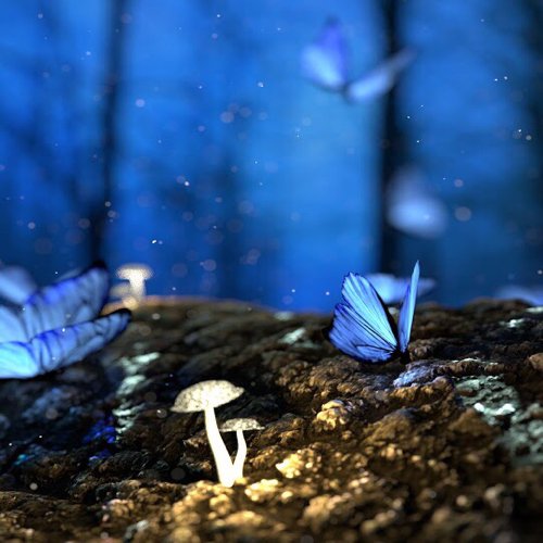 Download Nature Mushroom Insect Butterfly Blur Animal PFP