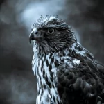 Animal falcon PFP