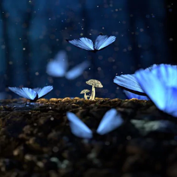 nature mushroom insect butterfly blur Animal PFP