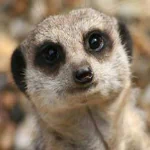 Close-up of a meerkat's face with large dark eyes, used as a forum avatar or profile photo.