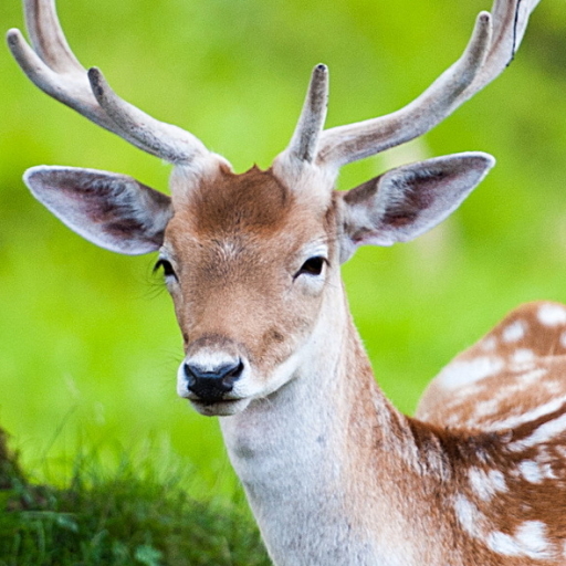 Deer Pfp