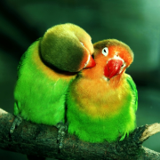 Download Bird Animal Lovebird PFP