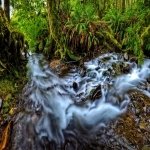 Download Nature Stream PFP