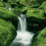 nature stream PFP