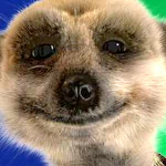 Close-up of a meerkat's face used as a forum avatar, with a vibrant blue and green background.