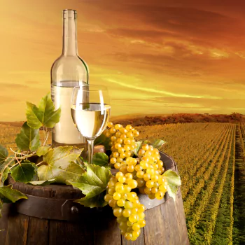 still life grapes vineyard bottle wine food PFP