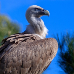 Vulture Pfp by Herbert Aust