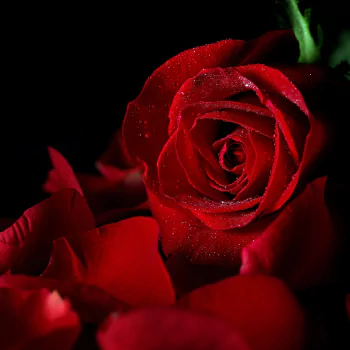 red rose close-up petal red flower flower rose nature PFP