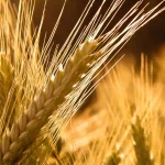 nature wheat PFP