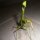Praying Mantis