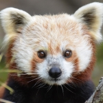 Red Panda Pfp