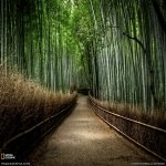 Download Nature Bamboo PFP