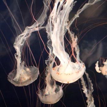 sea life underwater jellyfish Animal PFP